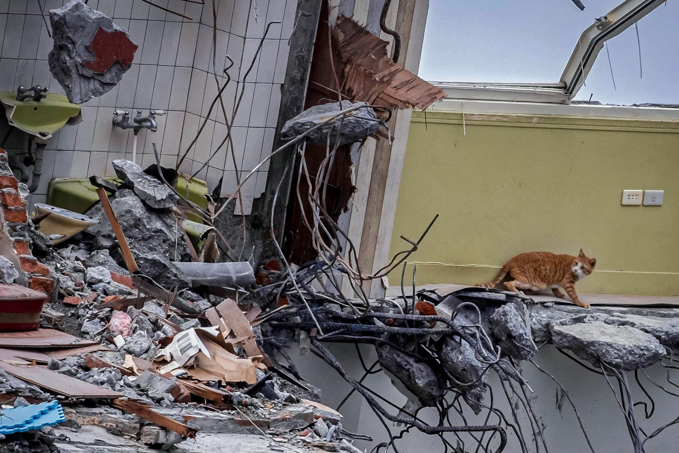 2024年4月13日，花蓮，一隻貓在天王星大樓上。攝：陳焯煇/端傳媒