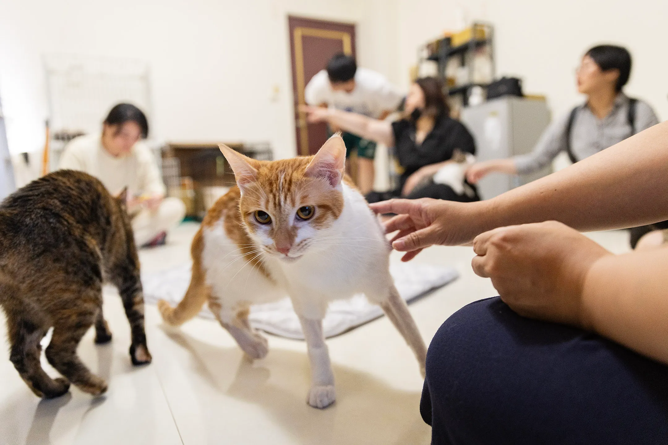 2024年5月2日，花蓮，天王星大樓内的貓橘子。攝：陳焯煇/端傳媒