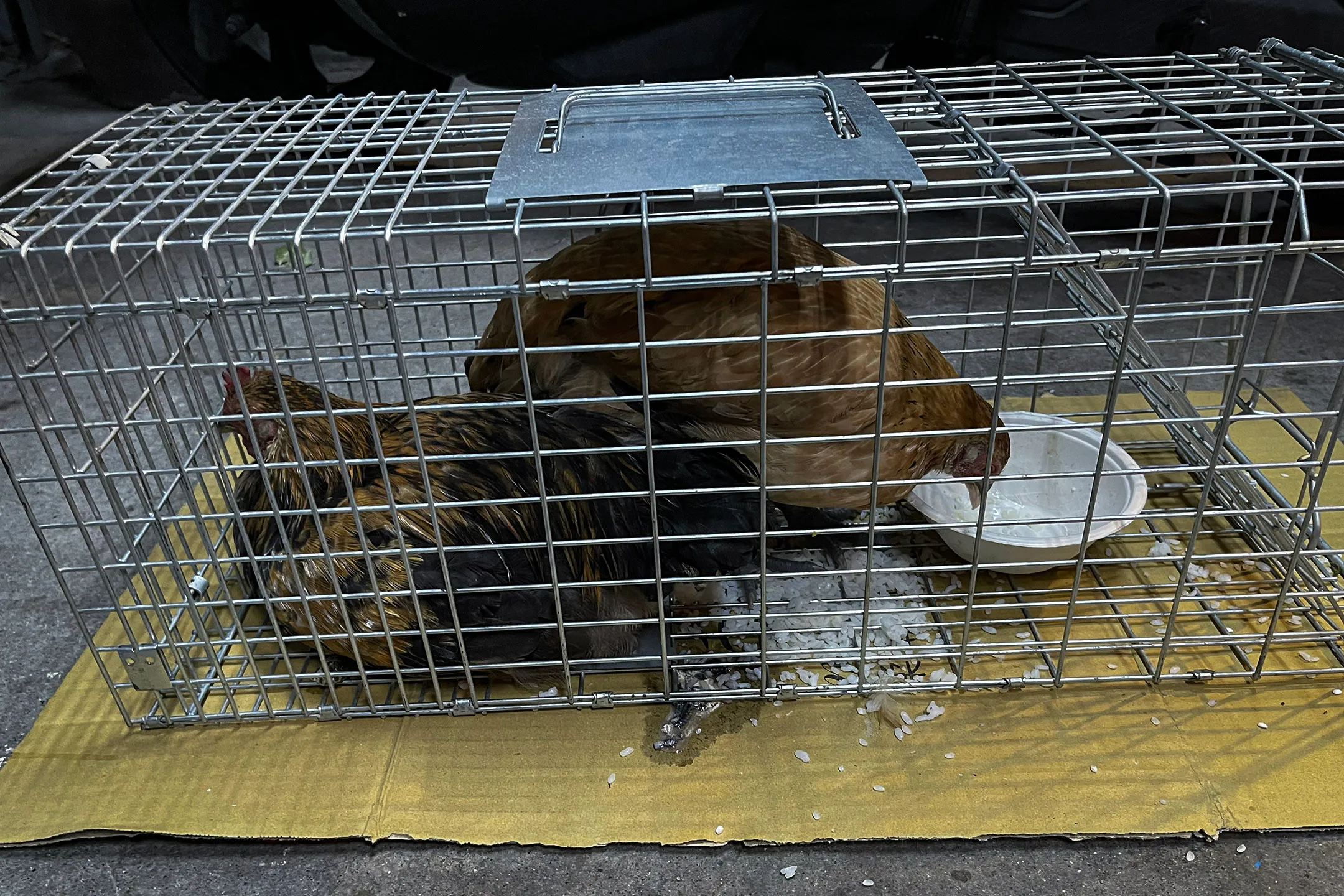 花蓮天王星大樓上獲救的雞。圖：受訪者提供