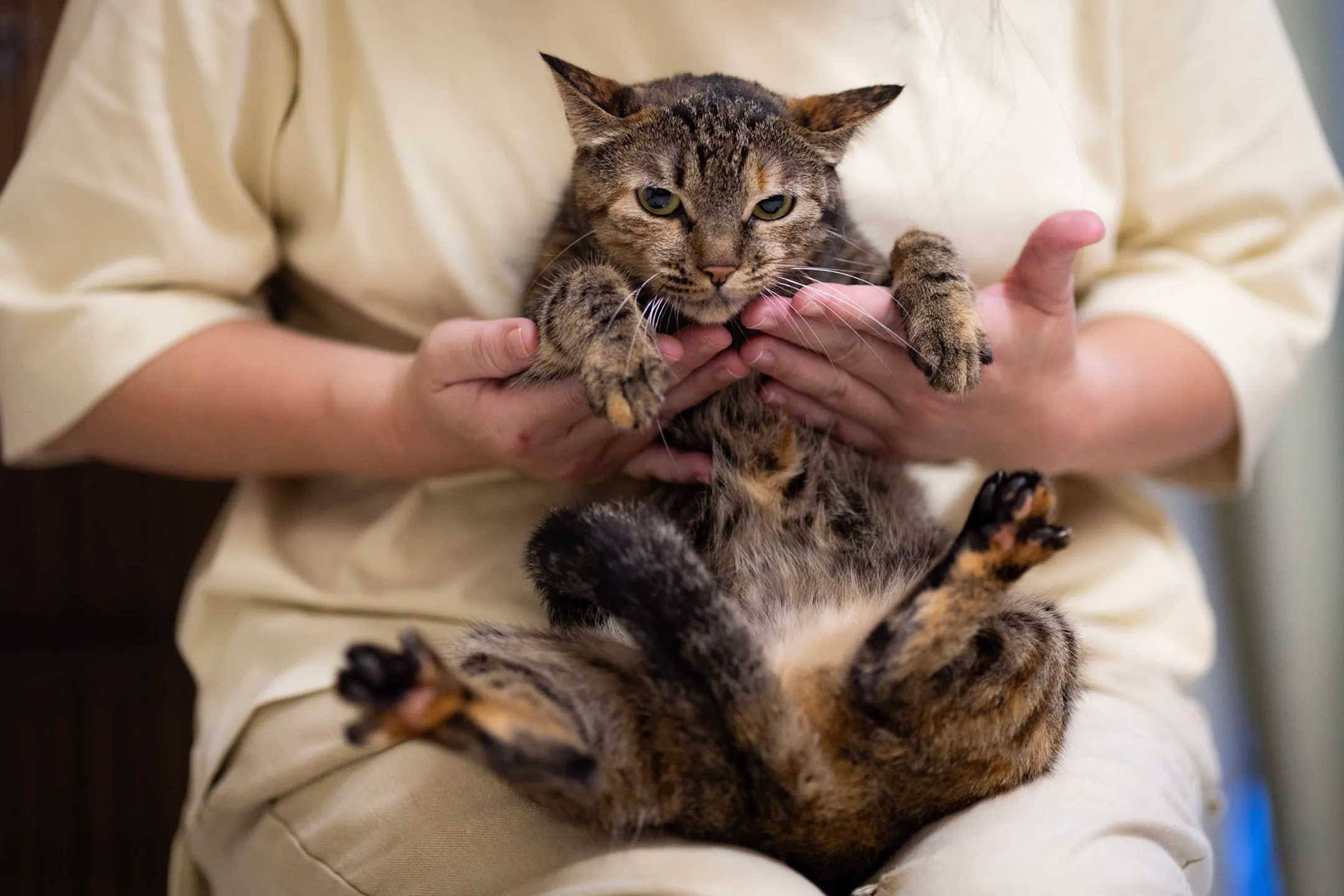 2024年5月2日，花蓮，天王星大樓内的貓妹妹。攝：陳焯煇/端傳媒